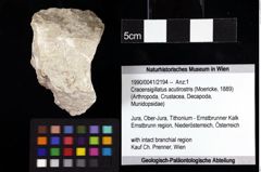 Foto (Objket + Etiketten) von Cracensigillatus acutirostris (Moericke, 1889) 